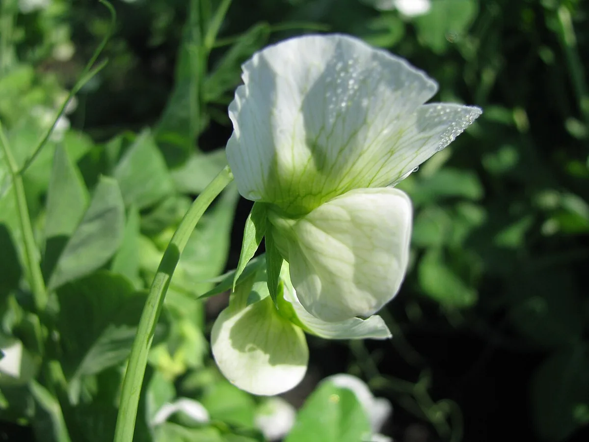 Sugar Snap Peas