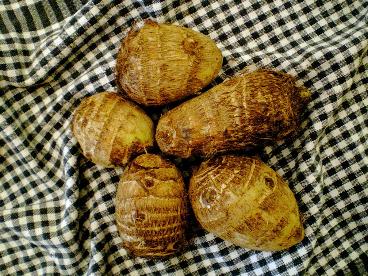 Taro vegetable