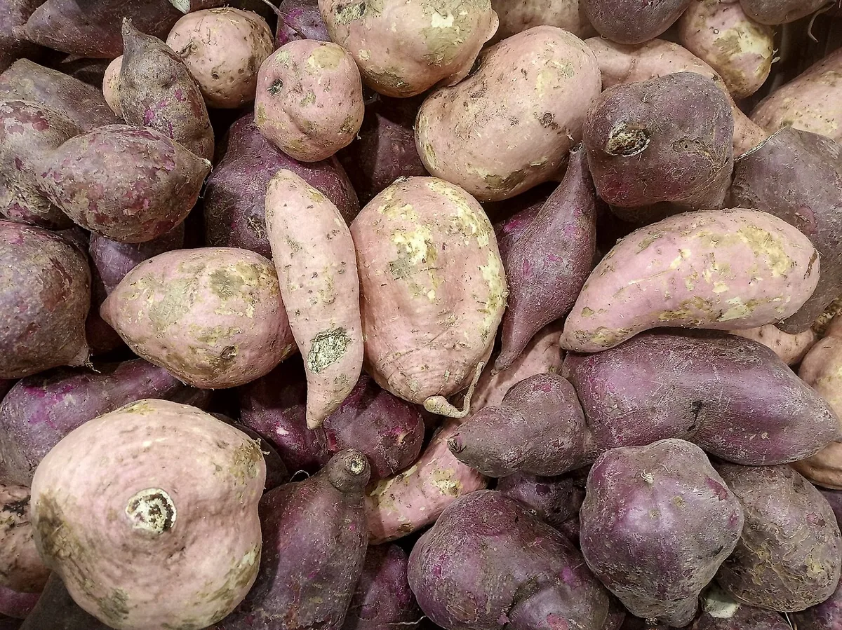 Sweet Potato
