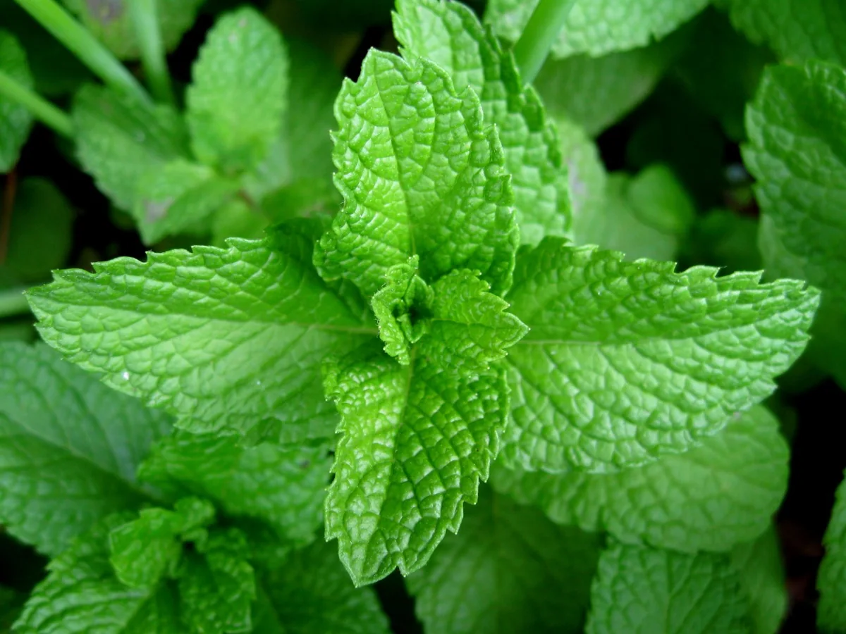 Fresh Spearmint