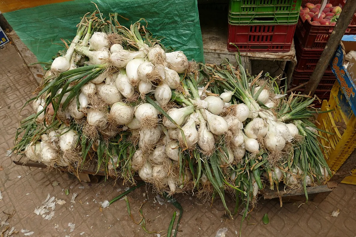Spring Onion (Scallion)