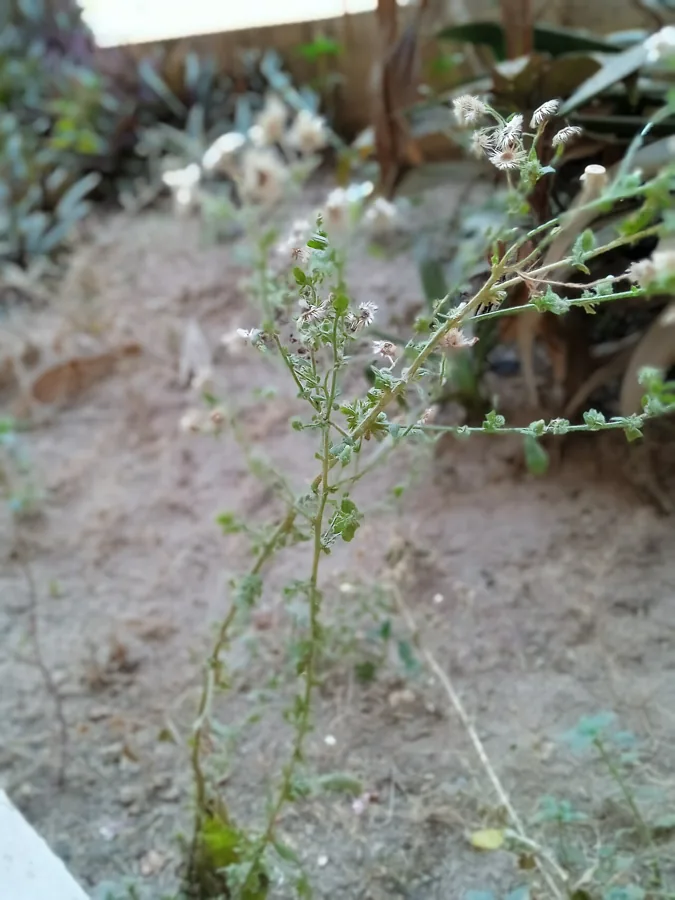 Cress