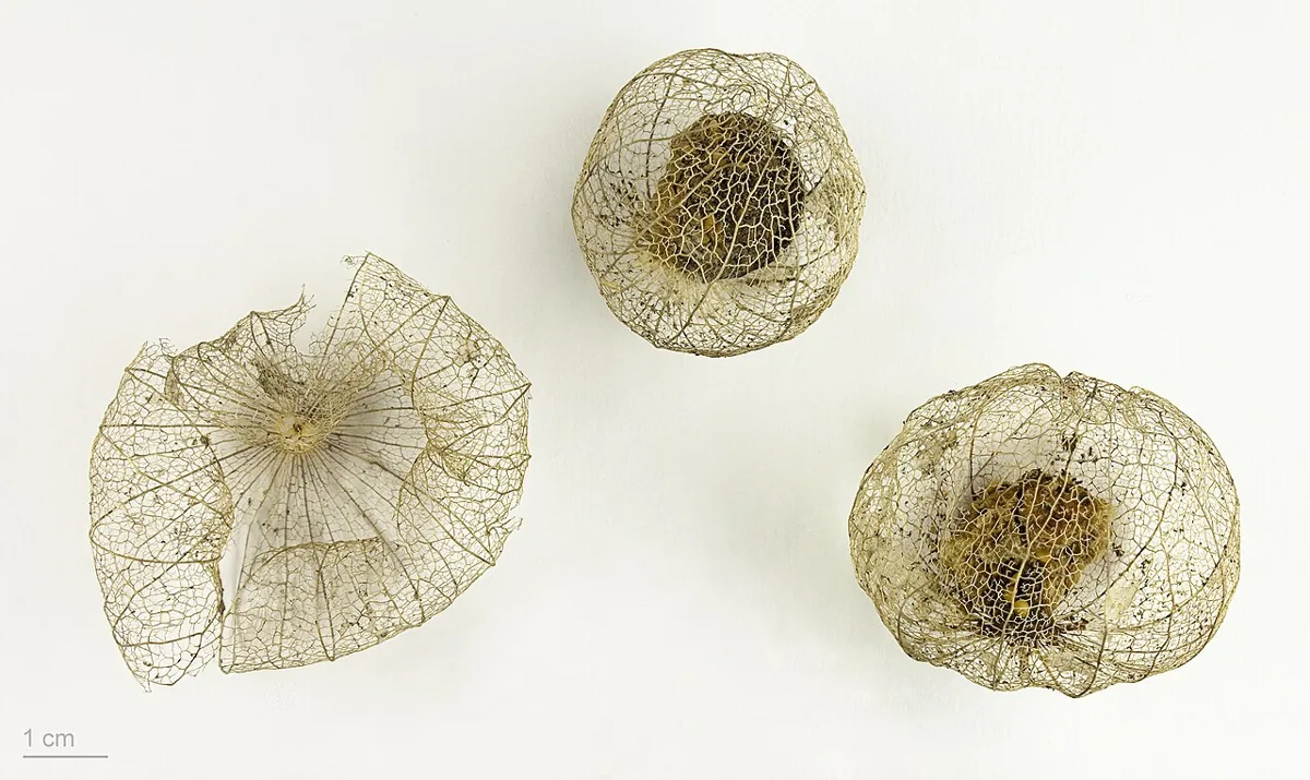 Tomatillo vegetable