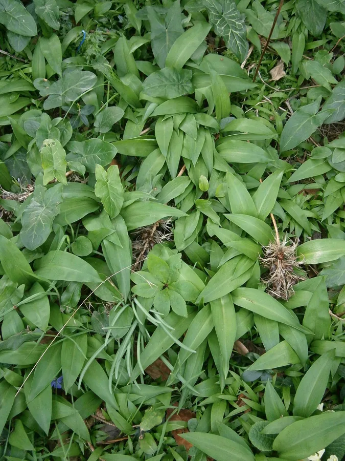 Wild Garlic (Ramsons)