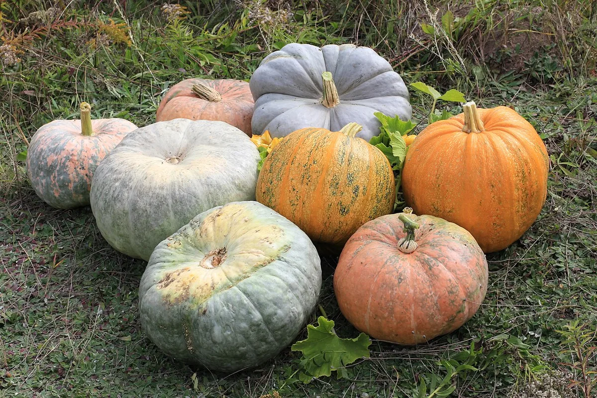 Yellow Summer Squash
