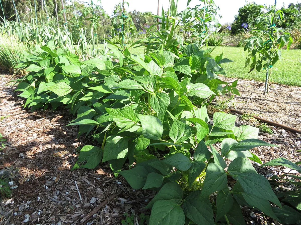 Snap Yellow Beans