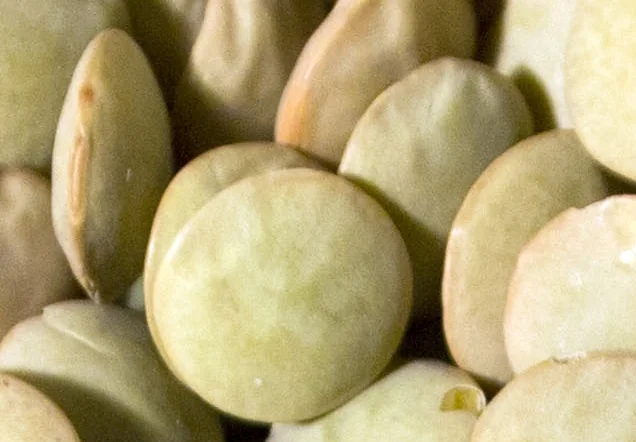 Green Lentils